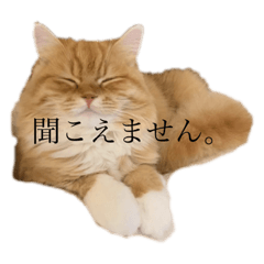 [LINEスタンプ] とらさんの日常で使えるスタンプ