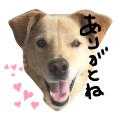 [LINEスタンプ] ぶるちゃんのスタンプ❤️