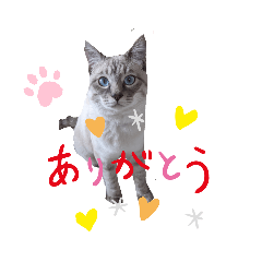 [LINEスタンプ] syamutola