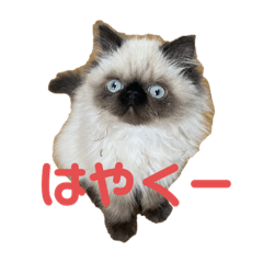 [LINEスタンプ] 猫の麦(ヒマラヤン)
