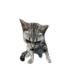 [LINEスタンプ] 日常使いの猫スタンプいろいろ