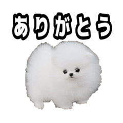 [LINEスタンプ] 犬 プードル かわいい 赤ちゃん