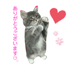 [LINEスタンプ] ねこ-サイベリアン-mr.choromaru【1】