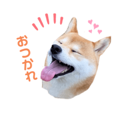 [LINEスタンプ] 柴犬あんずのスタンプ vol.1