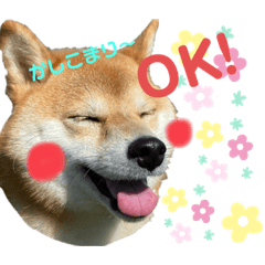 [LINEスタンプ] 柴犬あんずのスタンプ vol.2