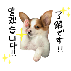 [LINEスタンプ] うじゅすたんぷ(ハングル＆日本語)