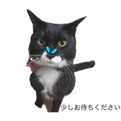 [LINEスタンプ] 我が家のくろねこコテツスタンプ