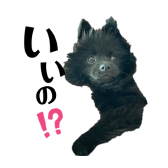[LINEスタンプ] 黒ポメくんとニューファンくん