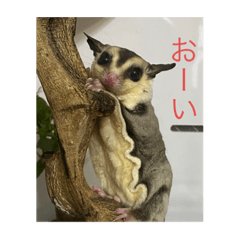 [LINEスタンプ] モモンガ モカちゃん
