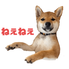 [LINEスタンプ] 柴犬おはぎの毎日スタンプ