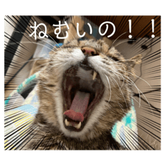 [LINEスタンプ] よく寝るねこさん
