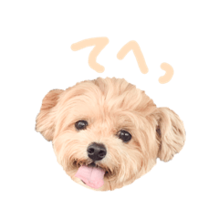 [LINEスタンプ] アリーの日常1