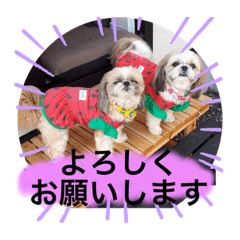 [LINEスタンプ] 愛犬 シーズー  茶美＆芽琉