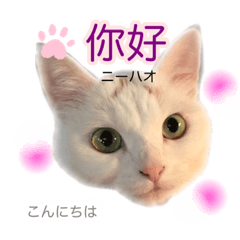 [LINEスタンプ] 中国語 困っていない猫のすず。