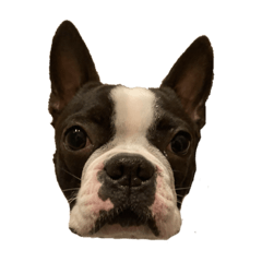 [LINEスタンプ] 犬戦士ぶんぶん