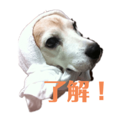 [LINEスタンプ] びーぐる★じぇり岡じぇり男