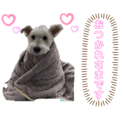 [LINEスタンプ] ミニチュアシュナウザー蓮ちゃんPart2