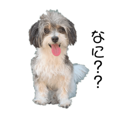 [LINEスタンプ] 大森家 愛犬スタンプ