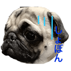 [LINEスタンプ] ごまと大福