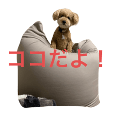 [LINEスタンプ] みんな大好きココ