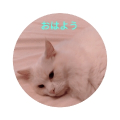 [LINEスタンプ] ふわふわみーちゃん