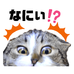 [LINEスタンプ] 表情豊かで面白い猫 短足だってイイじゃん