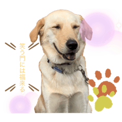 [LINEスタンプ] 日常クーちゃんスタンプ