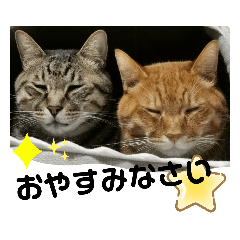 [LINEスタンプ] Moto猫スタンプ0