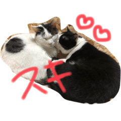 [LINEスタンプ] うちのオッドアイ猫もハチワレ猫のスタンプ