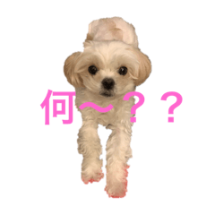 [LINEスタンプ] 寂しがり屋ももちゃん1