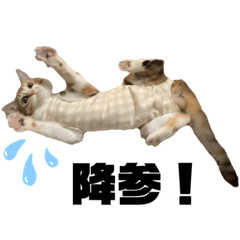 [LINEスタンプ] いともずく