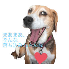 [LINEスタンプ] ビーグル犬キキの関西弁ゆるゆるスタンプ