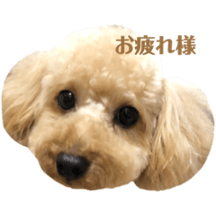 [LINEスタンプ] まいろのすたんぷ