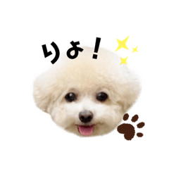 [LINEスタンプ] トイプードル モコスタンプ❣️