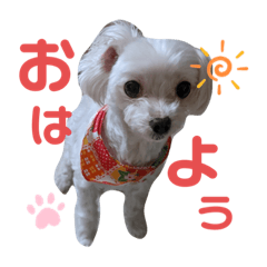 [LINEスタンプ] シロロの日常系スタンプ