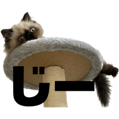 [LINEスタンプ] 猫の麦の日常(ヒマラヤン)