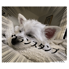 [LINEスタンプ] 可愛いわんこスタンプ(犬)