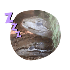[LINEスタンプ] 我が家のカナヘビたち❗