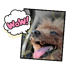 [LINEスタンプ] ANIMALzuu vol.2