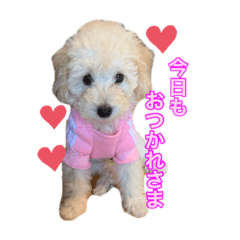 [LINEスタンプ] トイプードルモコちゃんスタンプ