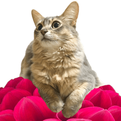 [LINEスタンプ] 花と猫 ダリアとソマリ