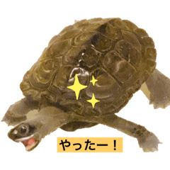 [LINEスタンプ] クサガメブラザーズ