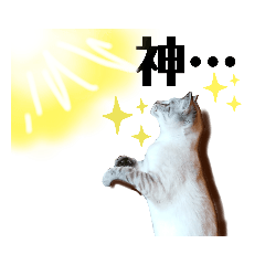 [LINEスタンプ] nekoたち
