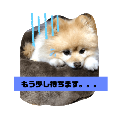[LINEスタンプ] 犬犬しい犬①