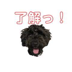 [LINEスタンプ] 使える！黒ぷースタンプ☆