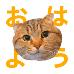 [LINEスタンプ] とらおの集大成①