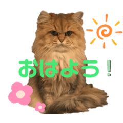 [LINEスタンプ] ぺるちゃん。