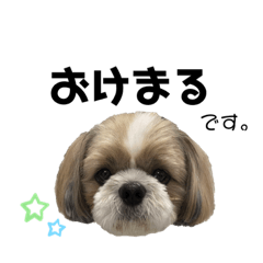 [LINEスタンプ] シーズースタンプ。ジョワ・シェリ・ミミ！