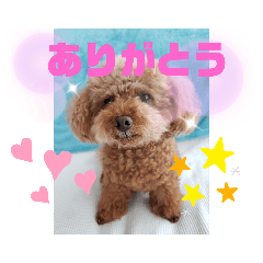 [LINEスタンプ] トイプーホルンの日常3
