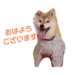 [LINEスタンプ] 柴犬 ロック 3の画像（メイン）